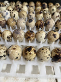 Fresh quail eggs