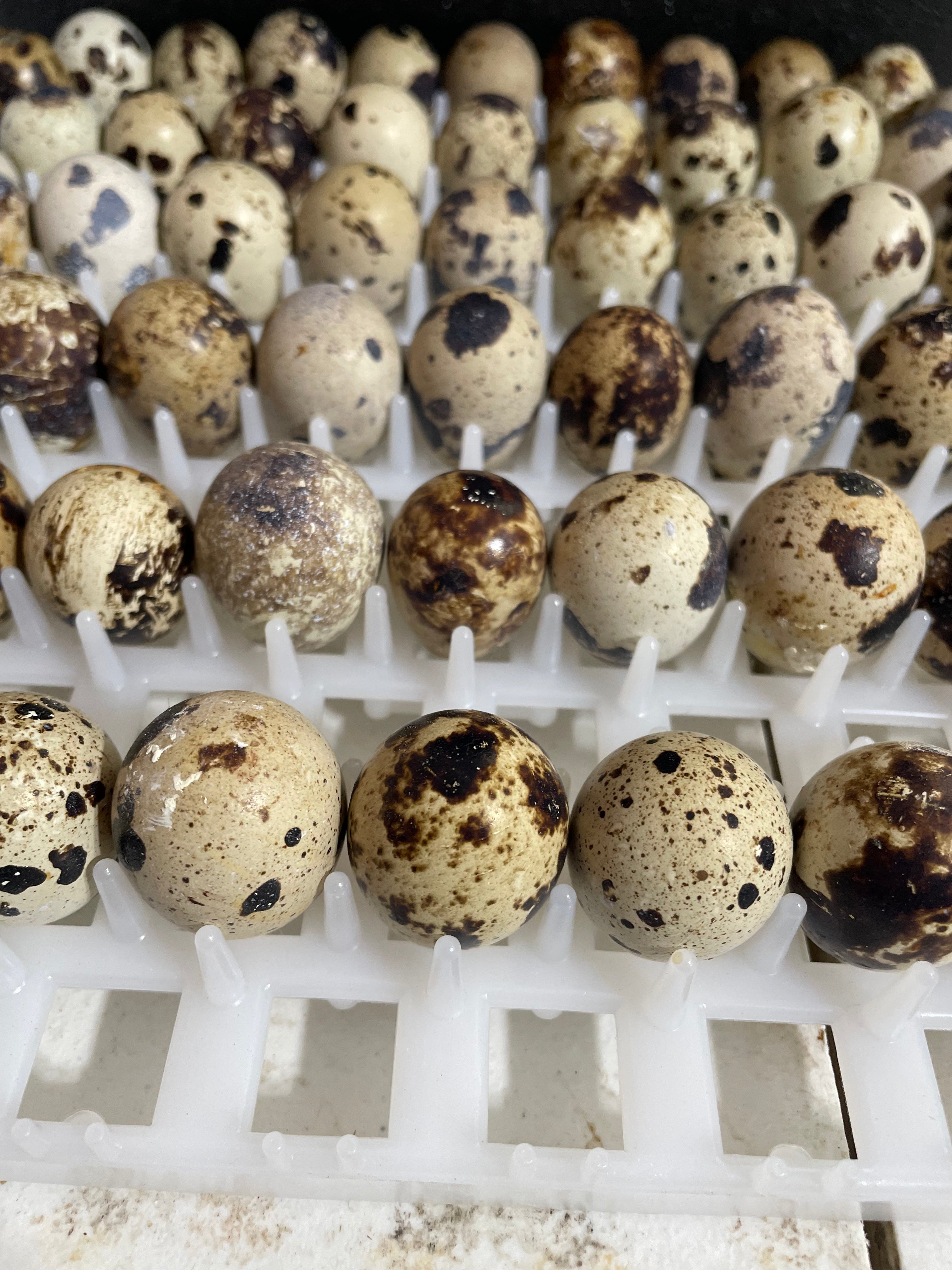 Fresh quail eggs